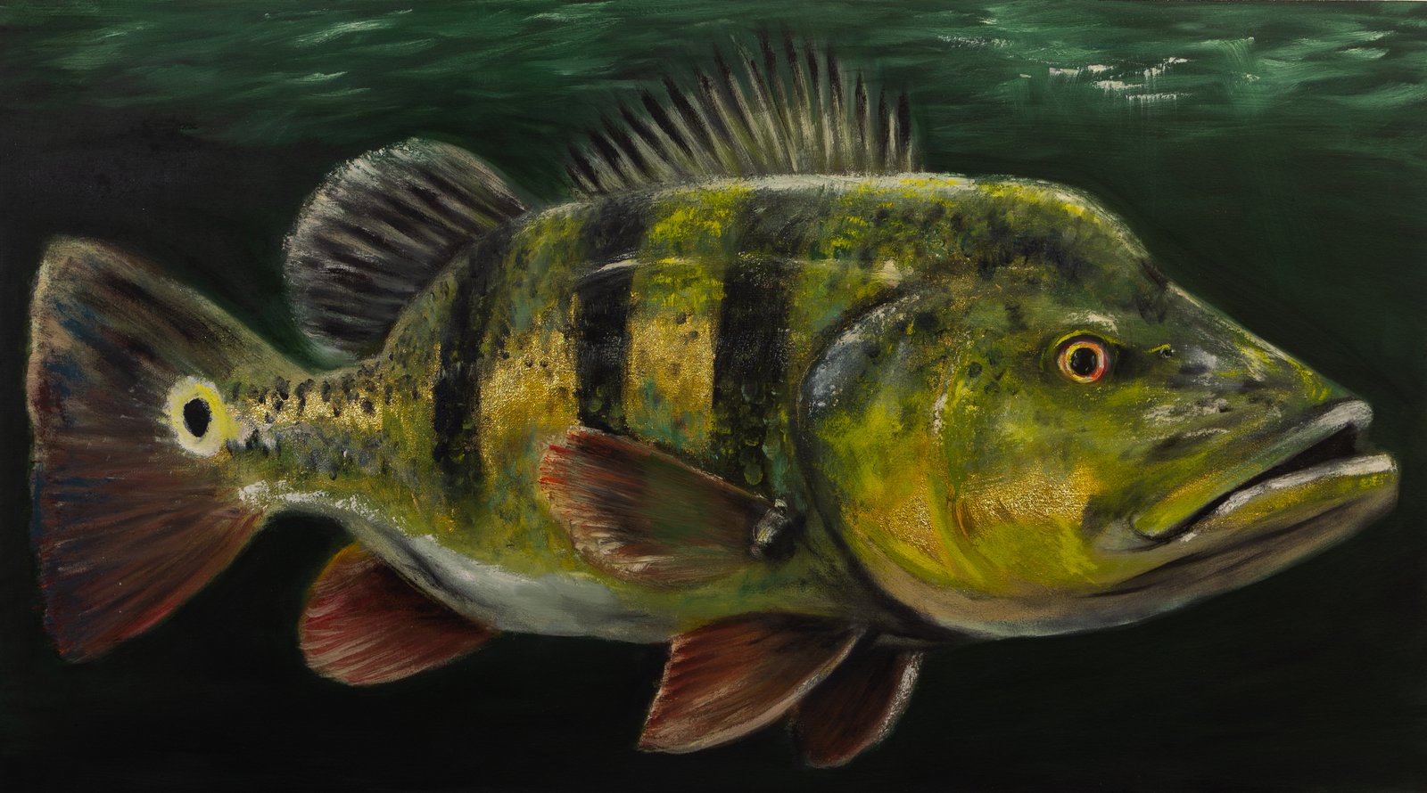 Tucunaré monoculus - Yohana Magno